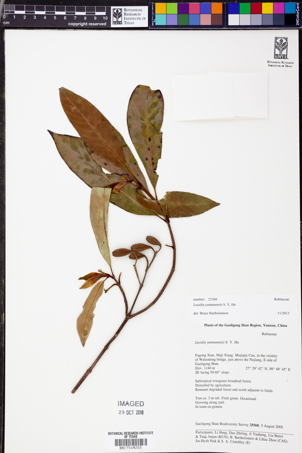 Luculia yunnanensis image