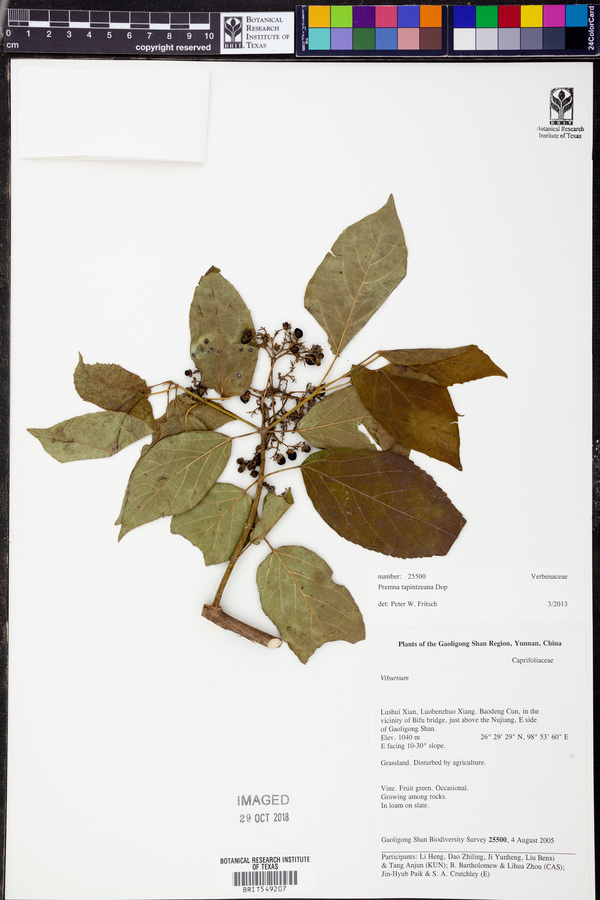 Premna tapintzeana image
