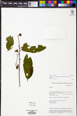Prunus undulata image