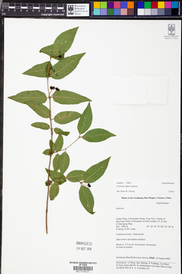 Lonicera nigra image