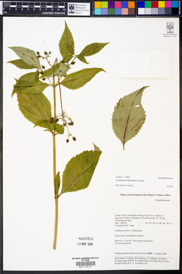 Scrophularia diplodonta image