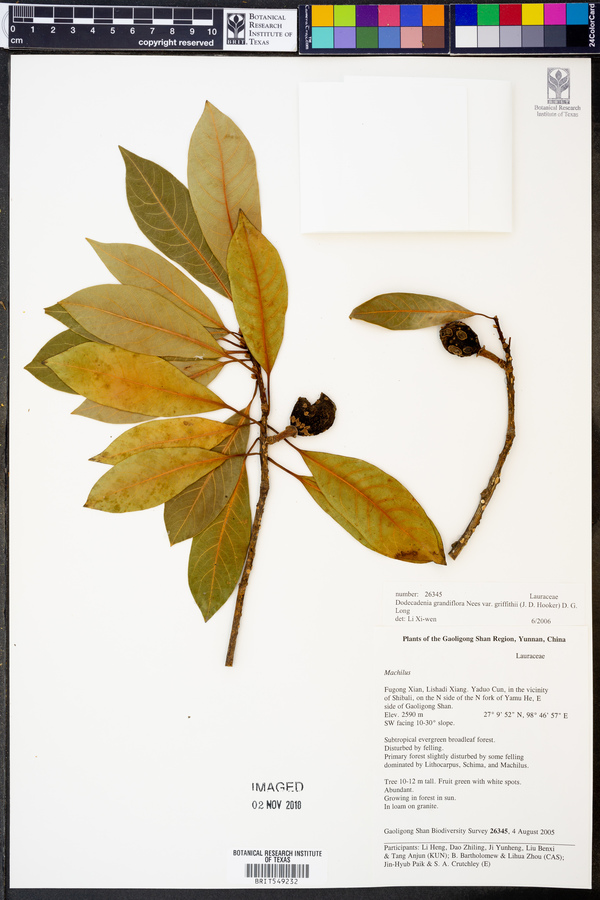 Dodecadenia grandiflora var. griffithii image