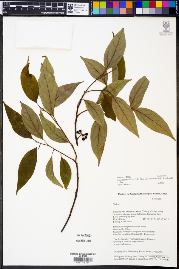 Lindera metcalfiana var. dictyophylla image