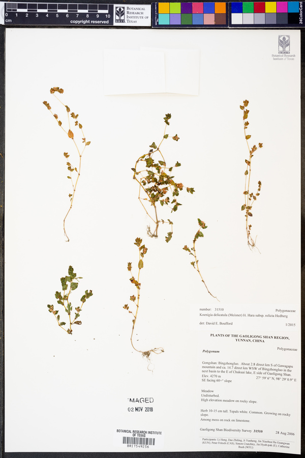 Koenigia delicatula image
