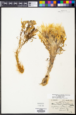 Cereus undatus image
