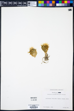 Echinocactus grusonii image