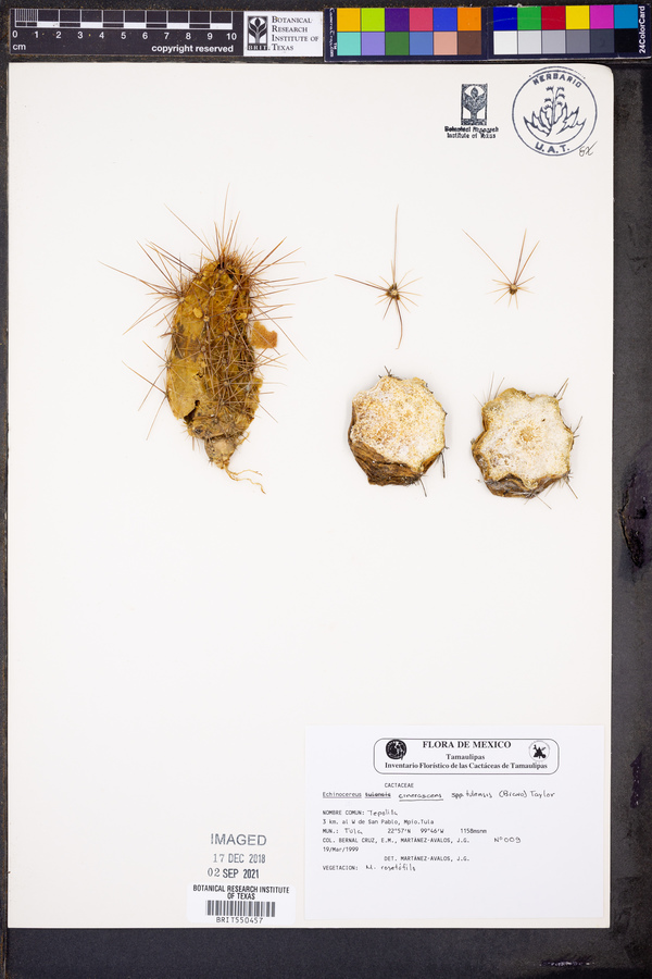 Echinocereus cinerascens subsp. tulensis image