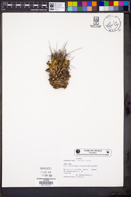 Media resource of Coryphantha octacantha