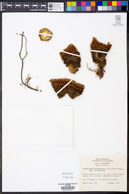 Echinocereus reichenbachii subsp. reichenbachii image