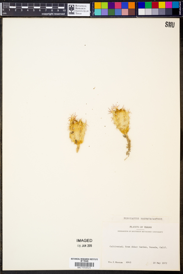 Ferocactus haematacanthus image
