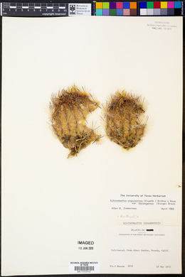 Echinomastus unguispinus image