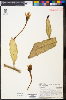 Image of Epiphyllum cartagense
