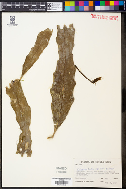 Epiphyllum cartagense image