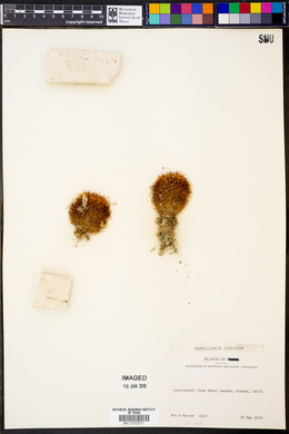 Image of Mammillaria discolor