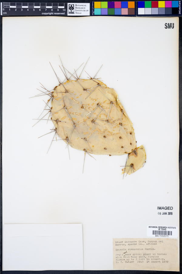 Opuntia stenochila image