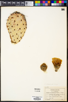 Opuntia littoralis var. vaseyi image