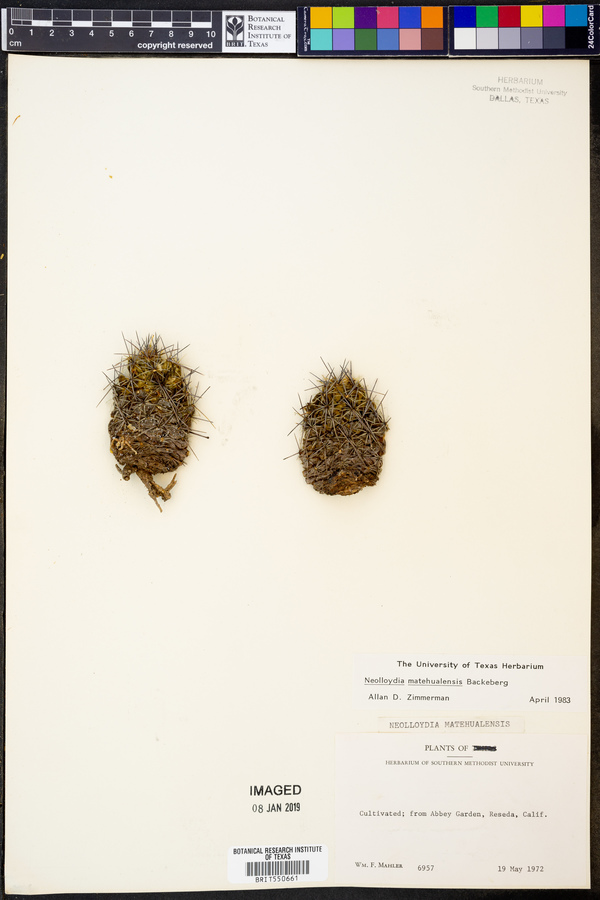 Neolloydia matehualensis image