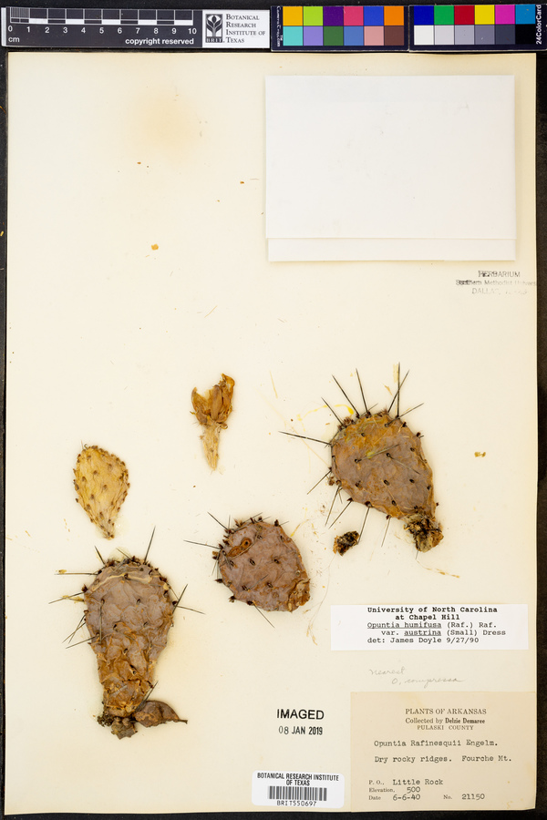 Opuntia austrina image