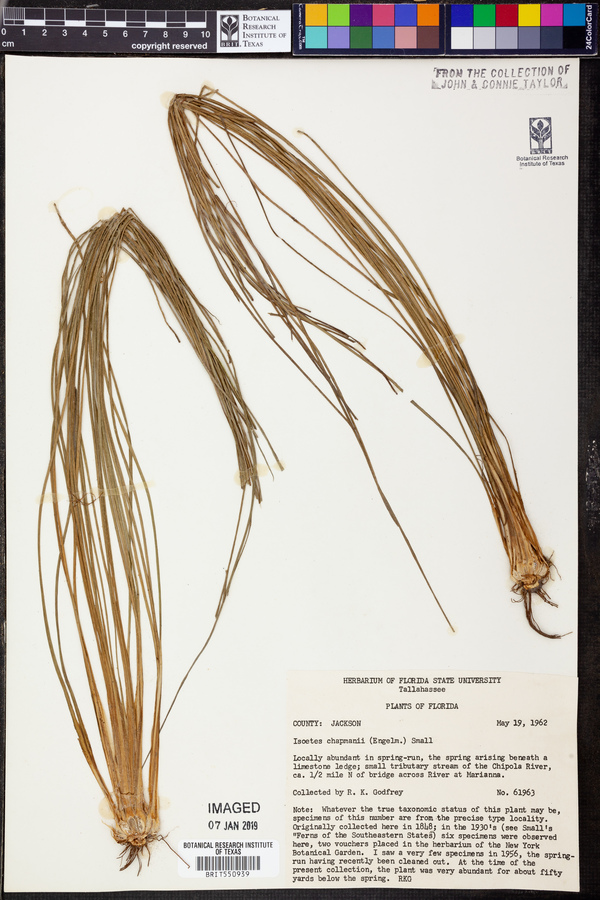Isoëtes chapmanii image
