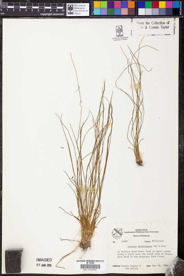 Isoetes melanospora image