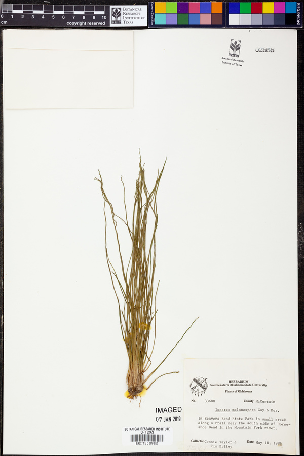 Isoetes melanospora image