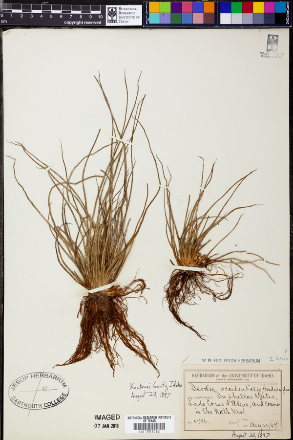 Isoetes occidentalis image