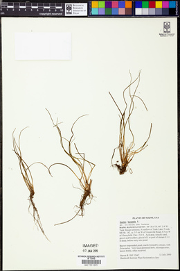 Isoëtes lacustris image