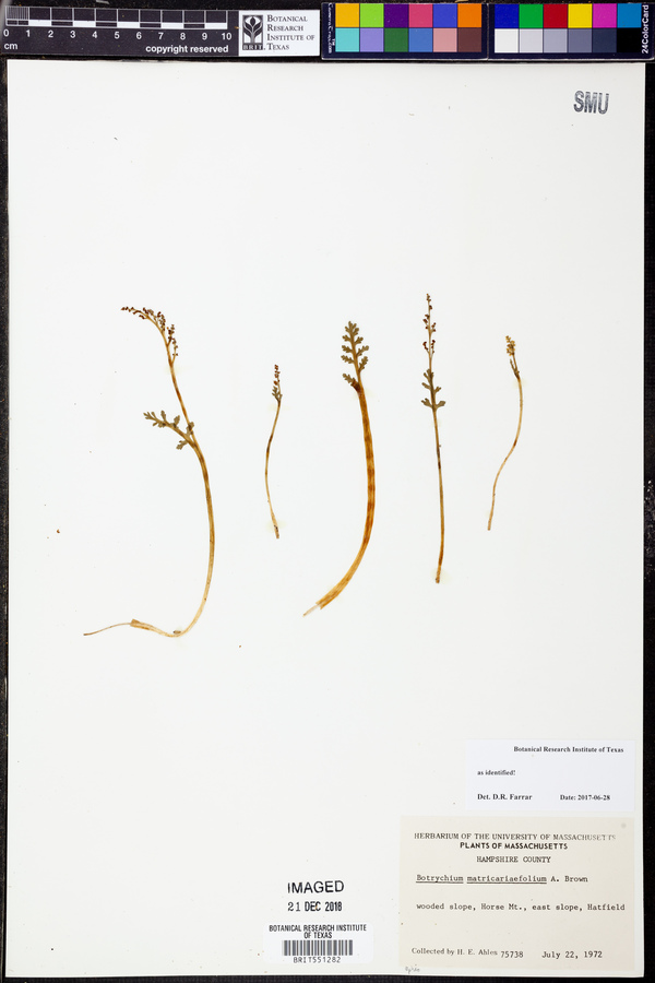 Botrychium matricariifolium image