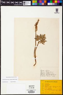 Sceptridium dissectum f. obliquum image