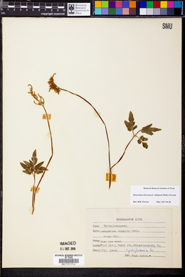 Sceptridium dissectum f. obliquum image