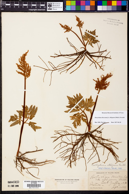 Sceptridium dissectum f. obliquum image