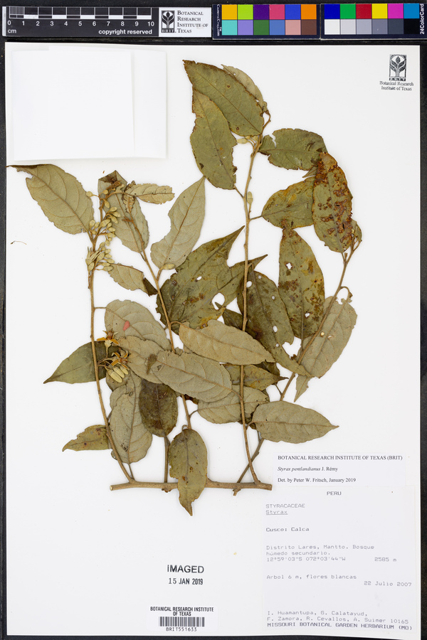 Styrax pentlandianus image