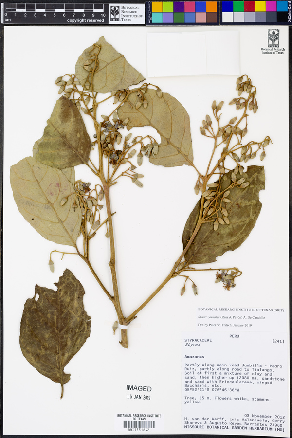 Styrax cordatus image