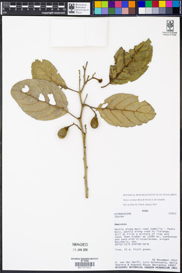 Styrax cordatus image