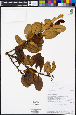 Styrax foveolaria image