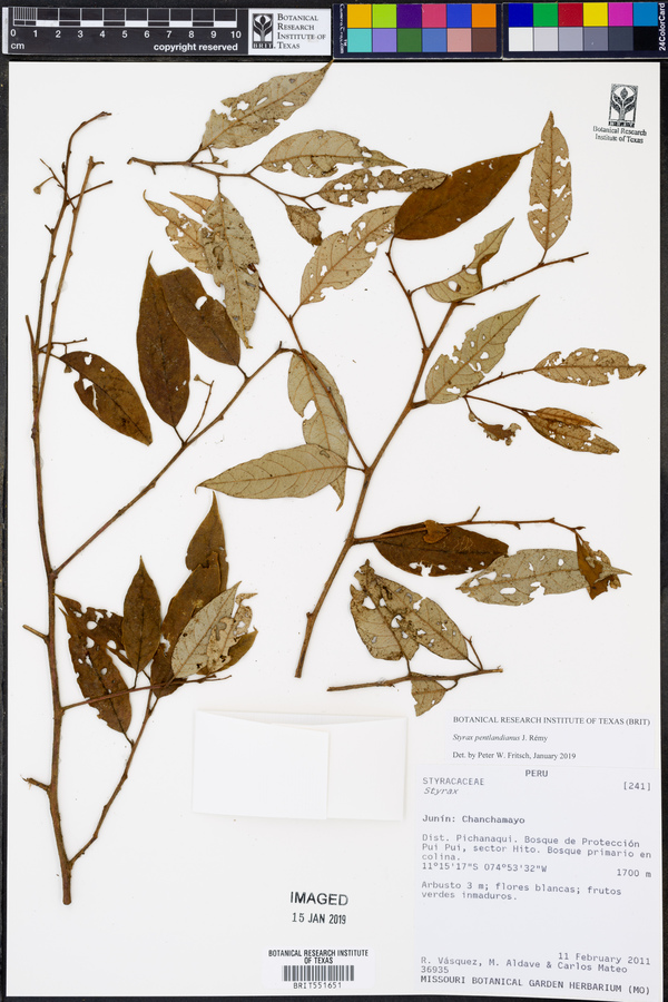Styrax pentlandianus image