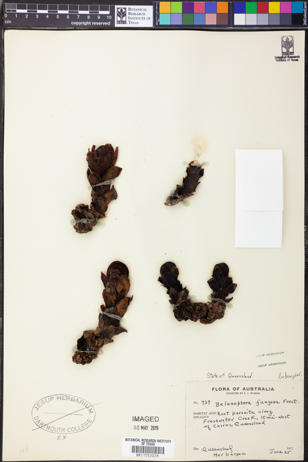 Balanophora fungosa image