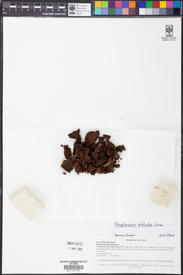 Rhopalocnemis phalloides image