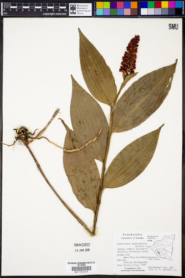 Elleanthus hymenophorus image