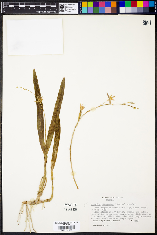 Encyclia pterocarpa image