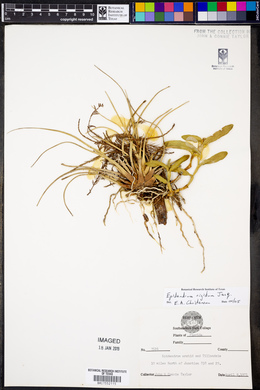 Epidendrum rigidum image