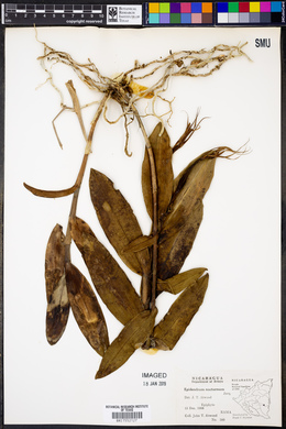 Epidendrum nocturnum image