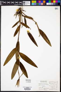 Epidendrum nocturnum image