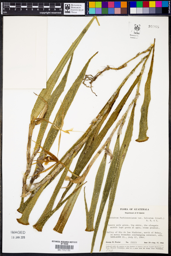 Epidendrum parkinsonianum var. falcatum image