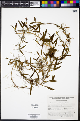 Epidendrum polybulbon image