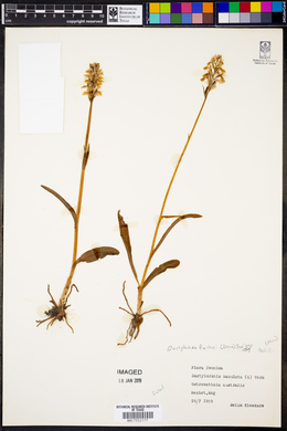 Dactylorhiza fuchsii image