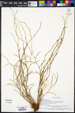 Dendrobium acerosum image