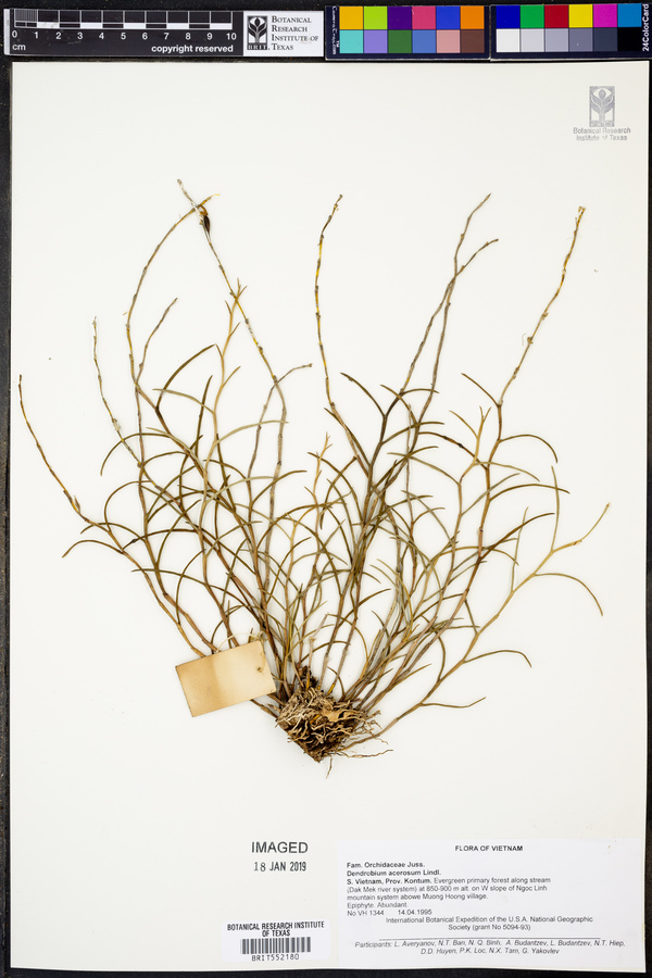 Dendrobium acerosum image