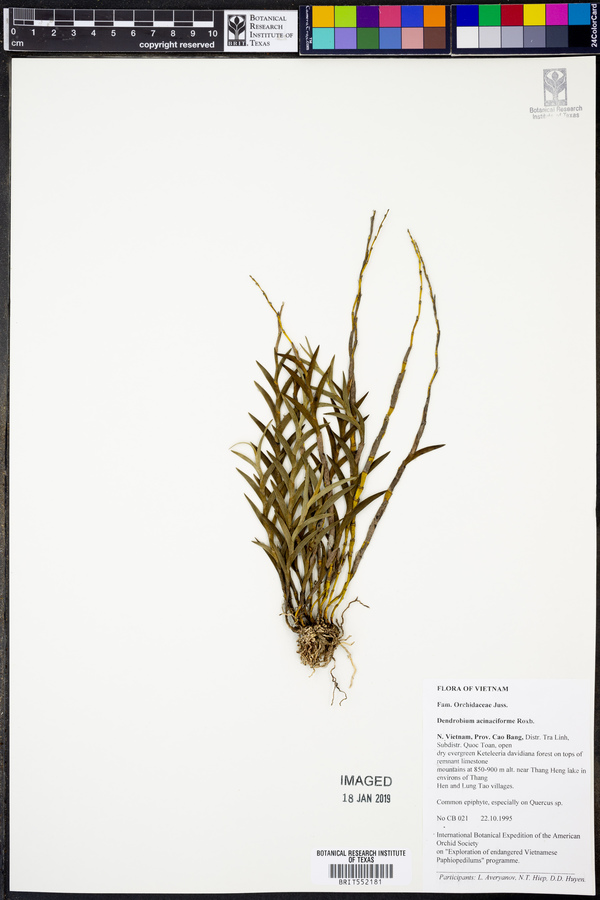 Dendrobium acinaciforme image