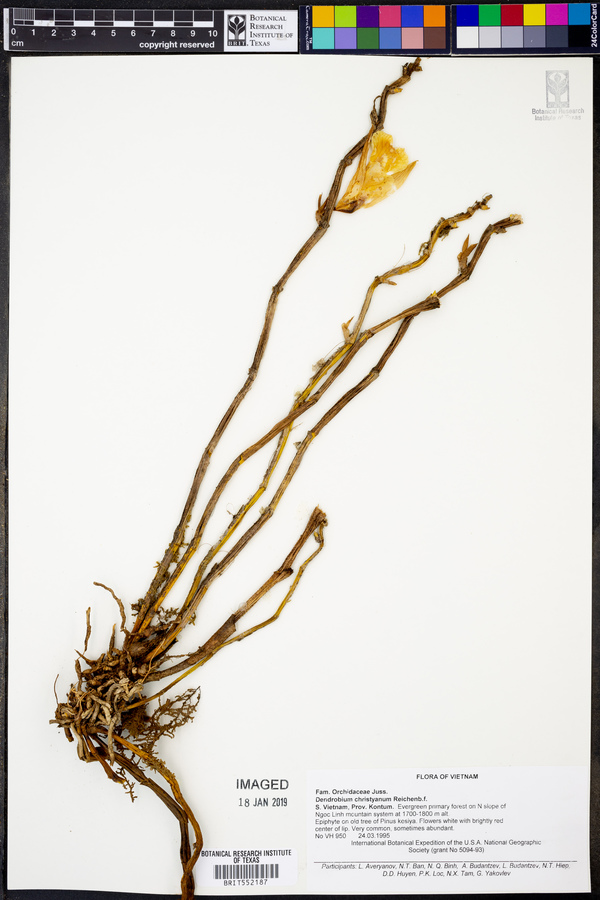 Dendrobium christyanum image